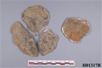 藏品(月形靜嫻蛤化石)的圖片